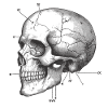 Anatomy skull