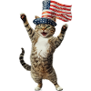 Katze