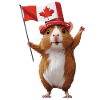 Meerschweinchen