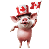 Schwein
