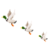 Flying Ducks
