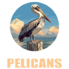 Pelicans Pelican