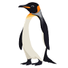 Pinguine Pinguin