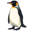 Pinguine Pinguin