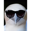 Tölpel, it's cool