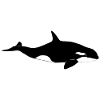 Orca - Wal - Killerwal