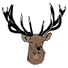 Hirsch - Deer