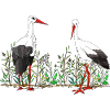 Oiseaux