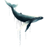 Humpback whale