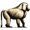 Baboon