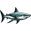 Great white shark