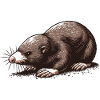Mole