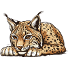 Luchs