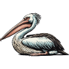Pélican