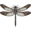 Libellule