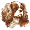 Cavalier King Charles Spaniel