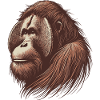 Orangutan