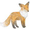 A little fox