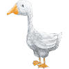 A little goose