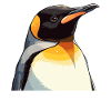 Penguins Penguin