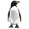 Penguins Penguin
