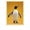 Penguins Penguin