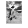 Pinguine Pinguin