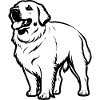 Golden Retriever - Pet Design