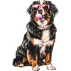 Berner Sennenhund