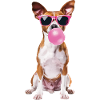 Basenji