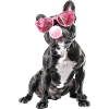 Boston Terrier