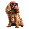 Cocker Spaniel
