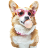 Corgi