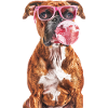 Boxer
