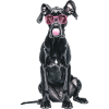 Deutsche Dogge