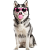 Sibirischer Husky