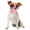 Jack Russell Terrier