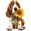 Basset