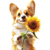 Corgi