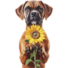 Boxer