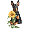 Dobermann