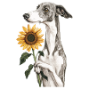 Windhund