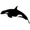 Orque - Baleine - Épaulard