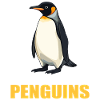 Penguins Penguin