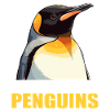 Pingouins Pingouin