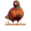 Pheasants Pheasant