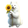 Samojede