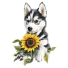 Sibirischer Husky