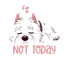 Not Today – Westie chilling out