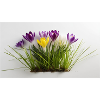 Crocuses